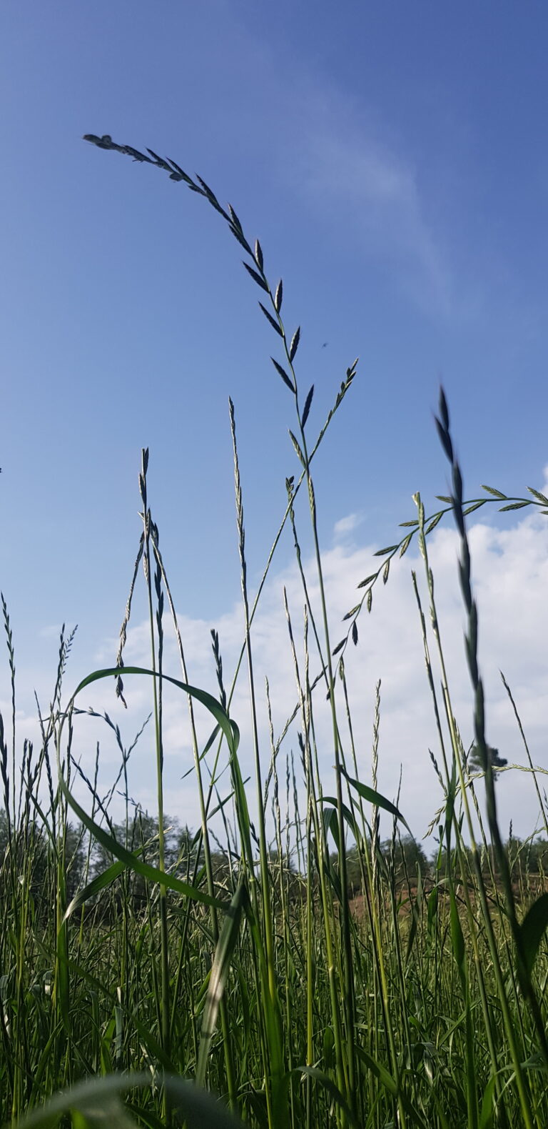 Sobre Agroconsulta - Consultoria Agrària del Berguedà