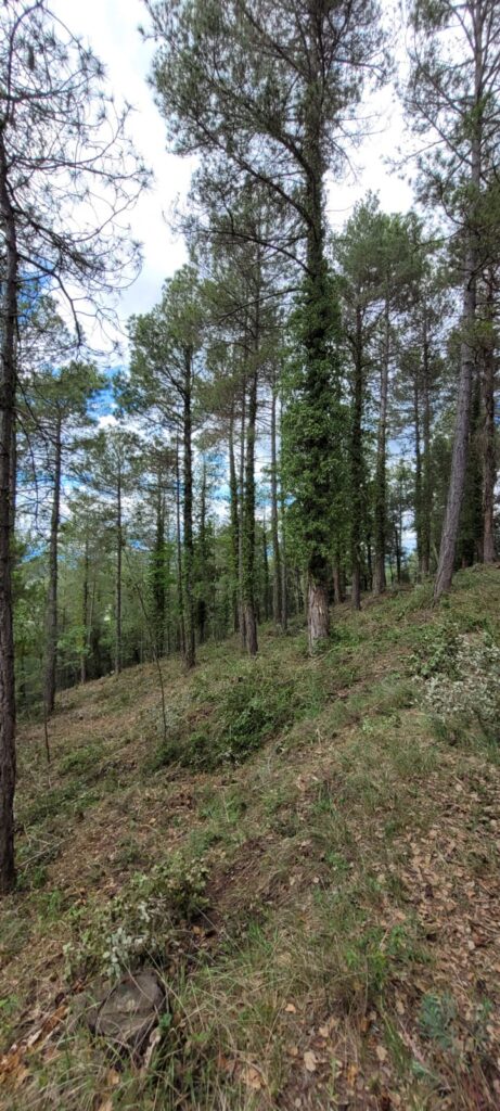 Noticias - Consultoria Agrària del Berguedà