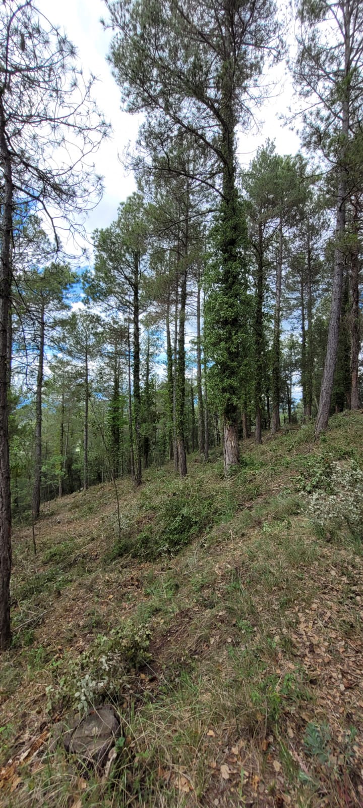 Notícies - Consultoria Agrària del Berguedà